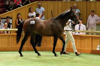 Karaka 2018's sale-topping colt (Savabeel - Katie Lee). 